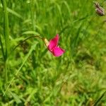 Lathyrus nissolia Blüte