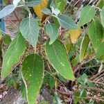 Colquhounia coccinea Leaf