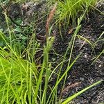 Carex elata Flower