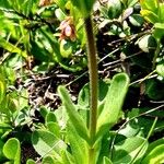 Veronica bellidioides Likasa
