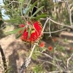 Callistemon viminalis Leaf