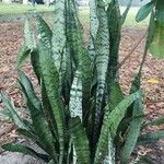 Dracaena zeylanica Листок