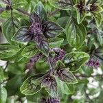 Ocimum kilimandscharicum برگ