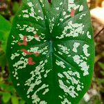 Caladium bicolor पत्ता