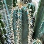 Pilosocereus pachycladus ഇല