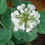 Trifolium nigrescens Kvet