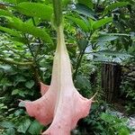 Brugmansia suaveolensFlor