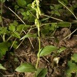 Epipactis phyllanthes Агульны выгляд