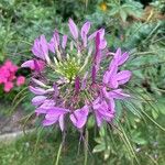 Cleome spinosaFleur