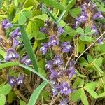 Orobanche nana Кветка