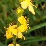 Agrimonia eupatoria Kukka