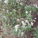 Philadelphus microphyllus Habit