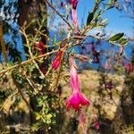 Cantua buxifolia Květ