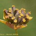 Bupleurum longifolium Flor