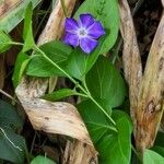 Vinca majorBloem