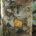 Baphia pubescens Φλοιός