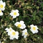 Cistus salviifolius Blomma