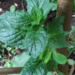 Mentha × piperita Hoja