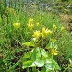 Caltha palustrisFruit