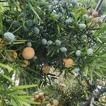 Podocarpus falcatus Fruit