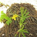 Viola lobata ശീലം