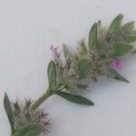 Micromeria nervosa Flor