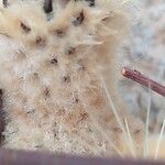 Pachycereus pringlei Fruit