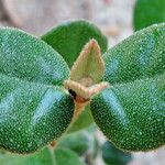 Correa reflexa Leaf