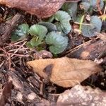 Viola labradorica Leaf