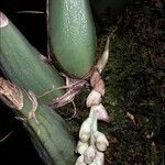 Peristeria guttata 花