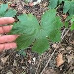 Hydrastis canadensis Leaf