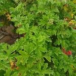 Pelargonium citronellum Blad