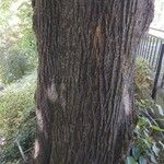 Tilia tomentosa Bark