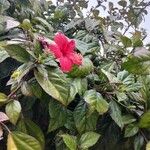 Hibiscus rosa-sinensisFlower