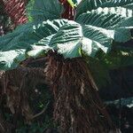 Gunnera insignis Habit