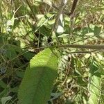 Elephantopus scaber Leaf