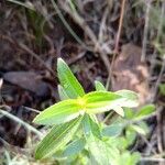 Pterolepis glomerata Feuille