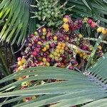 Chamaerops humilis Fruto