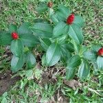 Costus spiralis Blüte