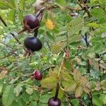 Rosa sericea Fula