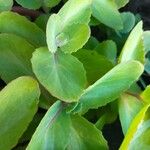 Sedum telephium Leaf