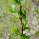 Salix myrsinifolia Лист