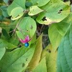 Clerodendrum trichotomumBlomst