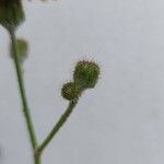 Sonchus wightianus Flower