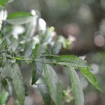 Cestrum fragile Feuille