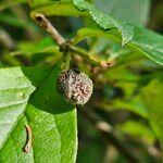 Cotoneaster acutifolius Fruit