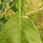 Citrus hystrix Leaf