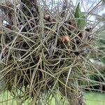 Tillandsia recurvata पत्ता