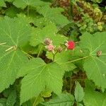 Rubus parviflorus果實