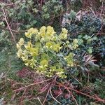 Euphorbia amygdaloides Habit